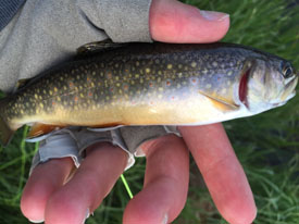 June 15-17 2016| Yellowstone Park Fishing Report