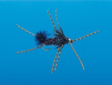 Delektable Bug BlackOrangeLegs