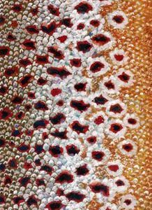 MFC Fish Gaiter-Sundell Artist