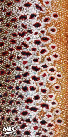MFC Fish Gaiter-Sundell Artist