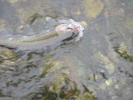 March 11, 2016| Madison River Fishing Report