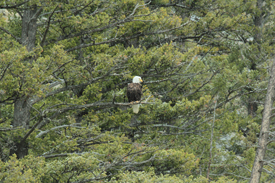 April 20th – 24th | Smith River Fishing Report
