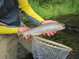 August 21st-27th|Madison River Fishing Report Eclipse & 60th