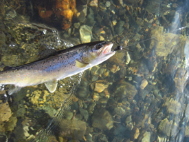 Thursday March 5, 2021 | Madison River Fishing Report