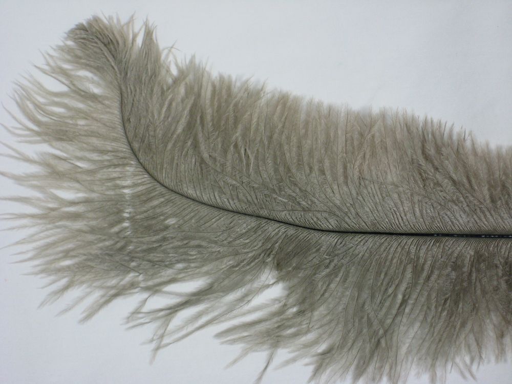 Ostrich Plumes
