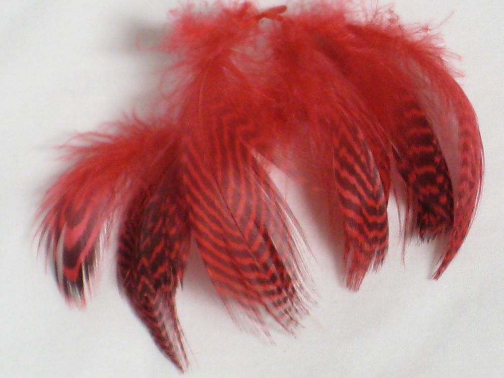 Teal Flank Feathers