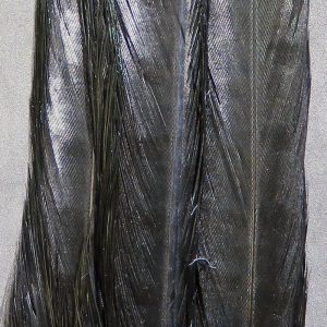 Ringneck Pheasant Complete Tail