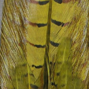 Ringneck Pheas Complete Tail